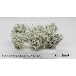 Cespugli Biancospino - 6pz.